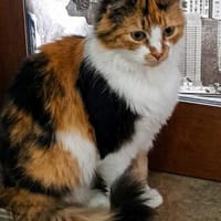 Karrie, Katze zur Adoption