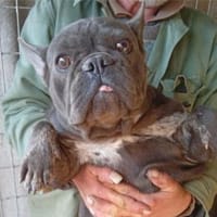 Zarina sucht ihren sicheren Hafen, Hündin zur Adoption