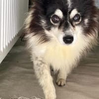 Oreo  kleiner Gentleman sucht Zuhause, Hund zur Adoption