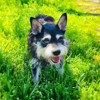 Darko einfach nur lieb, Hund zur Adoption