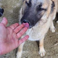 Nevada 56 cm (Pflegestelle), Hündin zur Adoption