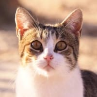 Süße, fröhliche Katze Ashley, Katze zur Adoption