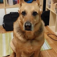 Chiara 🍀Altersruhesitz gesucht, Hündin zur Adoption