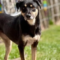 Elke - eine ruhige Hündin, Hündin zur Adoption