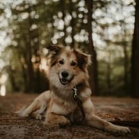 Baily - hoch intelligent und verschmust❤, Hund zur Adoption