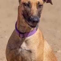 Arabia - völlig ausgehungert gefunden, Hündin zur Adoption