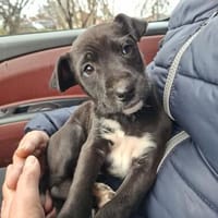 Miley, Hündin zur Adoption