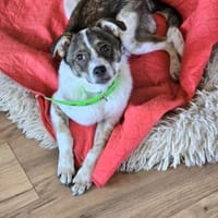 Cindy, Hündin zur Adoption