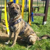 Aktiver Rüde KEKS sucht Führungskraft, Hund zur Adoption