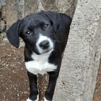 Levi, Hund zur Adoption