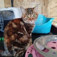 Suzanne - die Spielzeug-Expertin, Katze zur Adoption