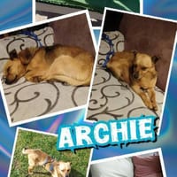 Traumrüde Archie auf PS in 91154, Hund zur Adoption