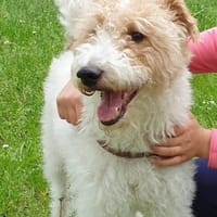 Max sucht liebevolle Menschen, Hund zur Adoption