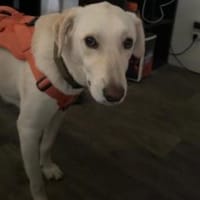 Tortulino 55 cm (Pflegestelle), Hund zur Adoption