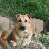 Fritz  Wirbelwind mit großem Herz, Hund zur Adoption