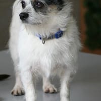 Traumhündin SIMBA 💖 im XS-Format, Hündin zur Adoption