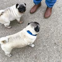 ❤2 Mops suchen Liebhabernur gemeinsam!, Hündin zur Adoption