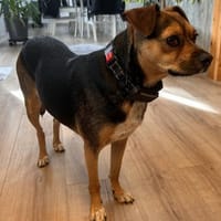 Wunderbare Begleithündin 💝 CANELA, Hündin zur Adoption