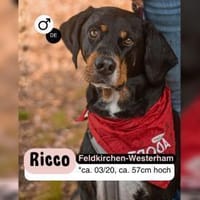 RICCO mit Herz und Charakter, Hund zur Adoption