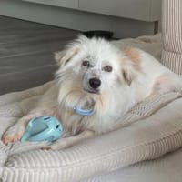 Kämpferin Hope sucht ihre Menschen ..., Hündin zur Adoption