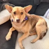 Roya sucht ihre liebe Familie...., Hündin zur Adoption