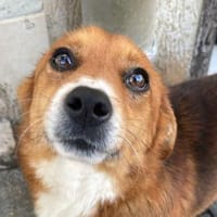 Toni💕kleiner Herzenshund, Hund zur Adoption