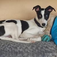 Pitufo aus Oranienburg, Hund zur Adoption