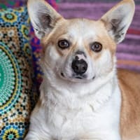 Lustige PEPPA sucht eine aktive Familie, Hündin zur Adoption