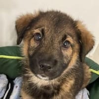 Teddy kleiner Welpenbub, Hund zur Adoption