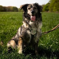 Ein großes Herz namens Sam, Hund zur Adoption