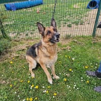 JULIA PAA24198, chienne à adopter