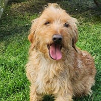 TONNERRE, chien à adopter