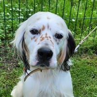 PABLO, chien à adopter