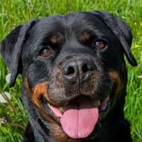 PRALINE, chienne à adopter