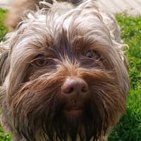 CHIPOU, chien à adopter