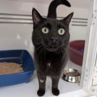 MINUIT, chatte à adopter