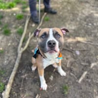 MANNY OAA19978, chien à adopter