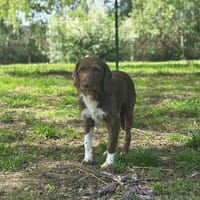 MOKA OAA19979, chien à adopter