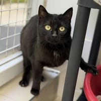 Audrey CAB5420, chatte à adopter