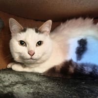 SMARTY, chat à adopter