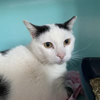 PATEE, chat à adopter