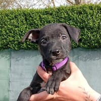 OTTO, chien à adopter