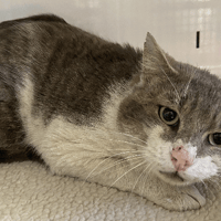 ISKO, chat à adopter