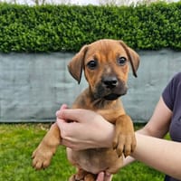 ALMA, chienne à adopter