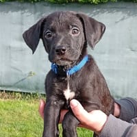 LARRY, chien à adopter