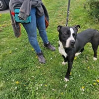 COSMO PAA24196, chien à adopter