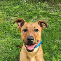 YUKON, chien à adopter