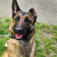 JEANNE, chienne à adopter