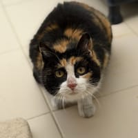 Saba CAB5421, chatte à adopter