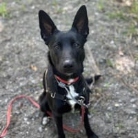 DJENA ROCN150, chienne à adopter